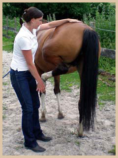 `Hand ans Pferd` Pferdeosteopathie Test Becken