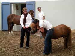 Hand-ans-Pferd.de in der Arche Aachen