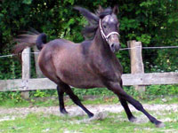 Feisi in Action
