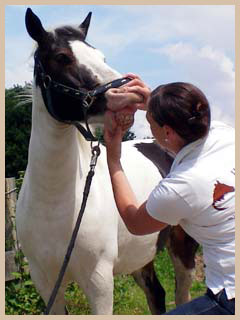 `Hand ans Pferd` Pferdeosteopathie Kontrolle der Zähne