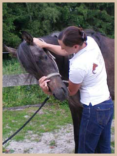 `Hand ans Pferd` Pferdeosteopathie - Test Rotation der Halswirbel